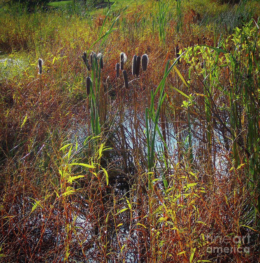Fall Cattails Photograph by Skip Willits