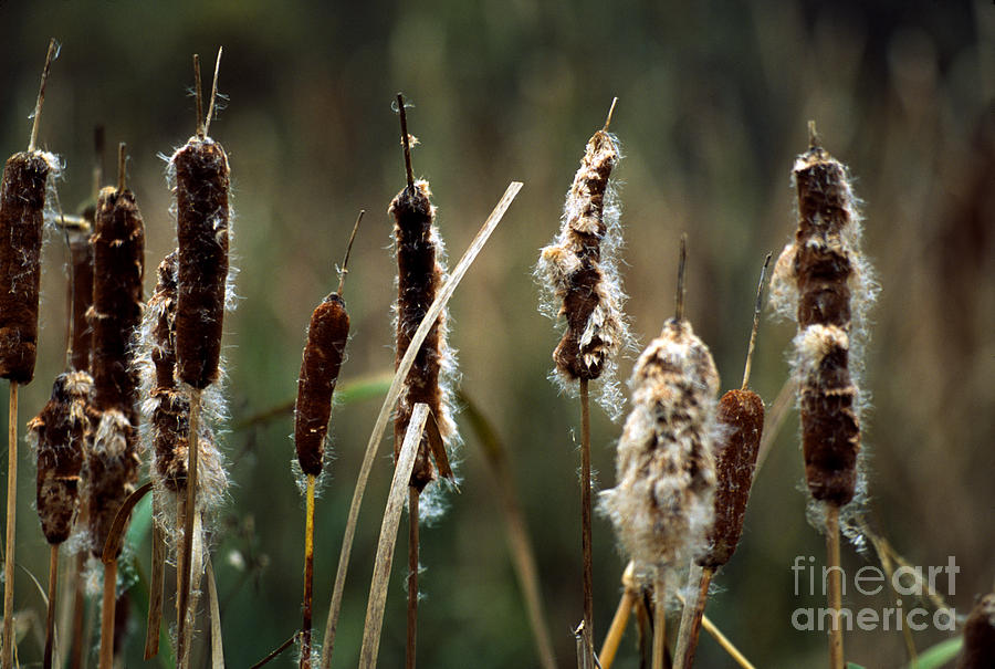 Fall Cattails Photograph by William Kuta