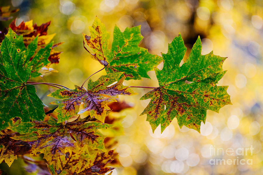 Fall Photograph - Fall Changes Everything by Mary Jane Armstrong