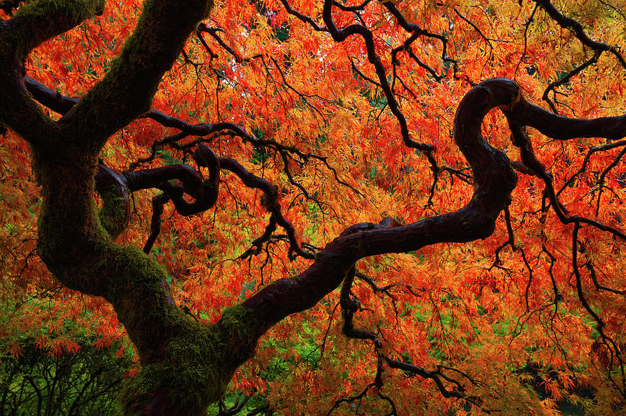 Tree Photograph - Fall Chaos by Darren White