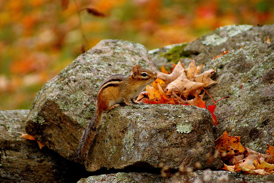 Fall Chipmunk Photograph by Lois Lepisto