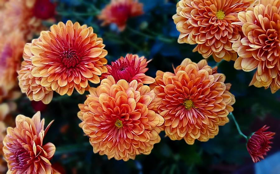 Fall Chrysanthemums Photograph by Joe Duket