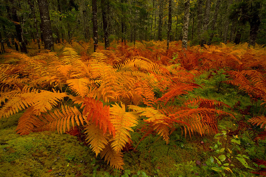 Fall Cinnamon Fern Meadow #1 Photograph by Irwin Barrett