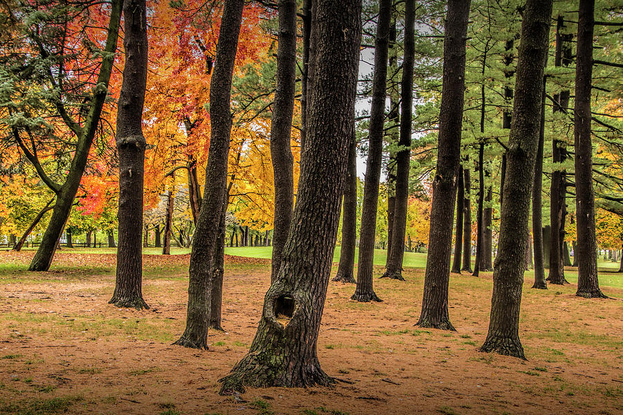 Fall City Park Scene in with Pine and Maple Trees Photograph by Randall Nyhof