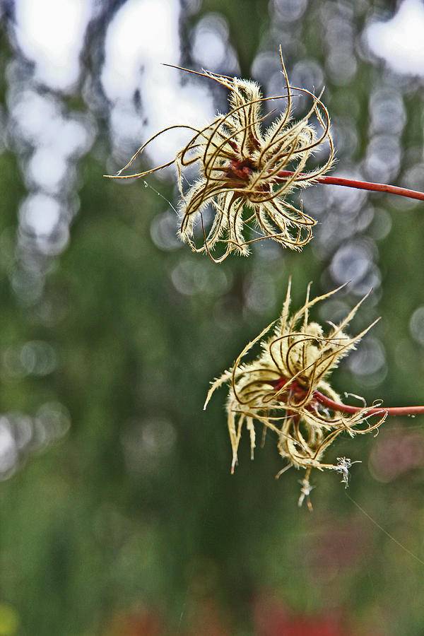 Fall Clematis Blossom Grays Greens Reddish Stems Frizzled Leaves 2 10222017  Photograph by David Frederick