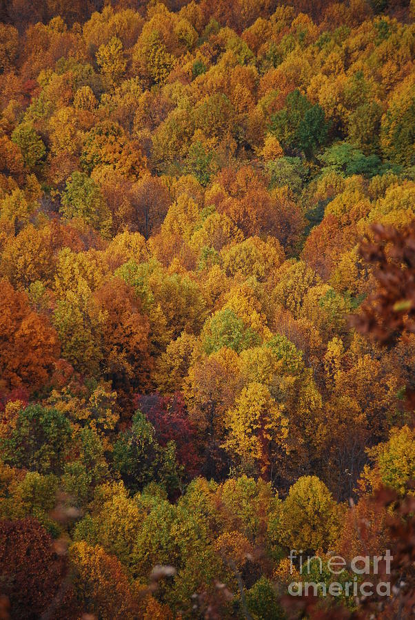 Fall Photograph - Fall Cluster by Eric Liller Fall Photograph - Fall Cluster by Eric Liller