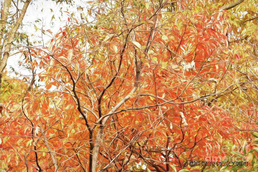 Fall Color Abstract 2 Photograph by Kathy Russell