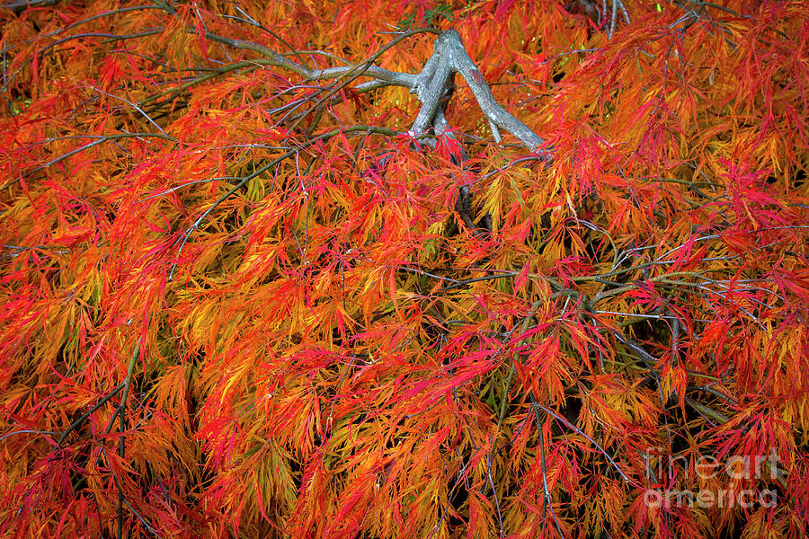Fall Color Abstract Photograph by Sonya Lang