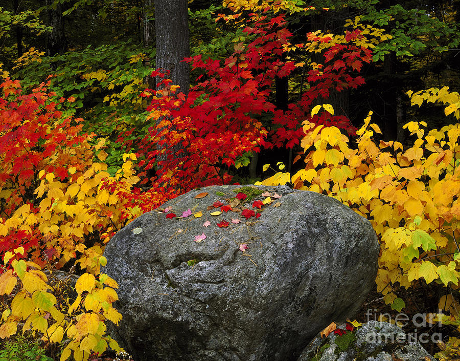 Fall Color, Adirondacks Photograph by Willard Clay
