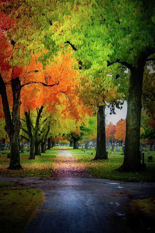 Fall Color Photograph by Allin Sorenson