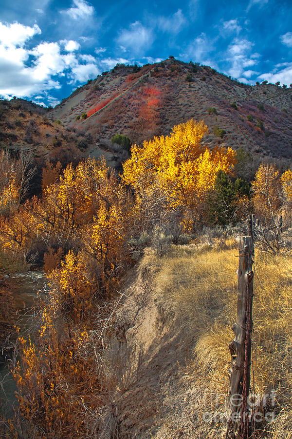 Fall Color Along Fence Line Photograph by Robert Bales