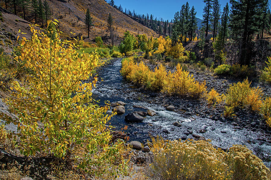 Fall Color Along the Carson River Photograph by Lynn Bauer