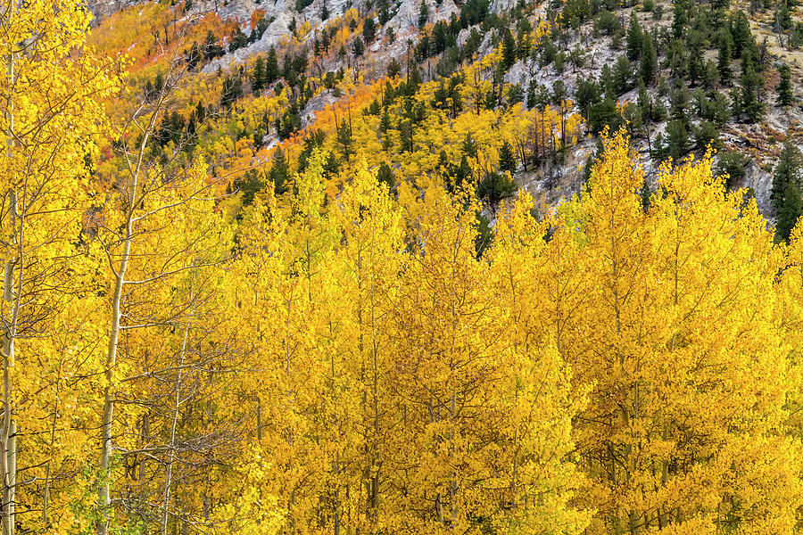 Fall Color and Snow in Colorado Photograph by Teri Virbickis