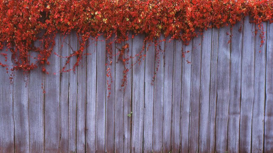 Fall Color Around The Fence   Photograph by Lyle Crump