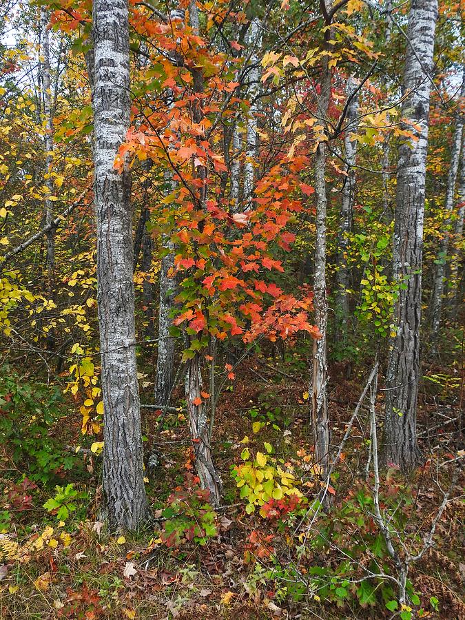 Fall Color at Gladwin 4543 Photograph by Wesley Elsberry