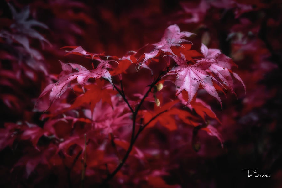 Fall Color At Meadowlark Photograph By Tom Stovall Sr