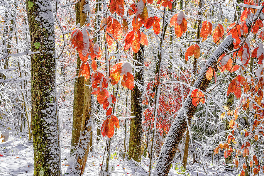Fall Color Autumn Snow Photograph by Thomas R Fletcher