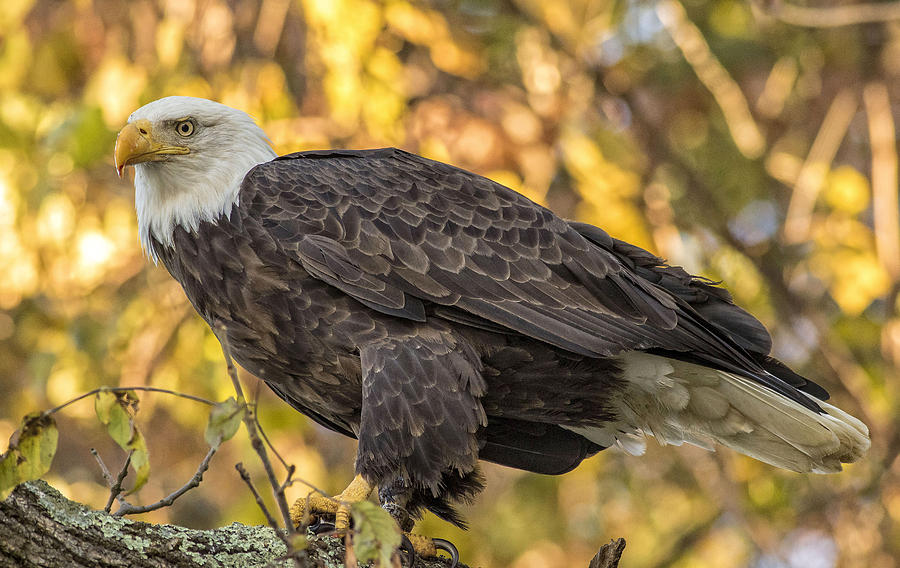 Eagle Photograph - Fall Color Bald Eagle by Barbara Houston