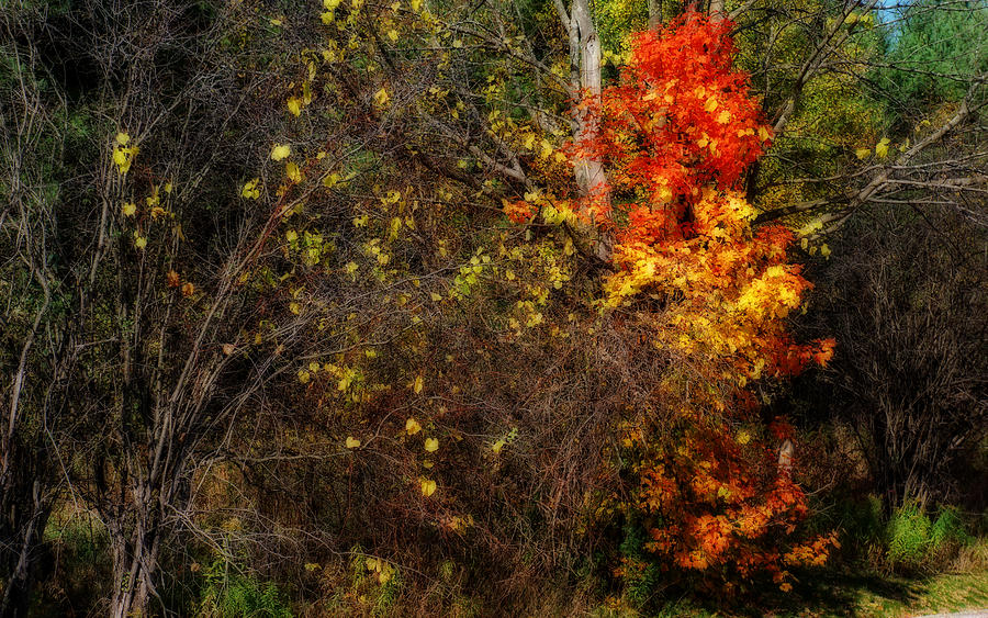 Fall Color Burst Photograph by Ed McDermott