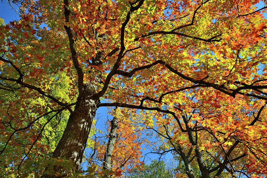 Fall Color Canopy in Cook County Forest Preserve Photograph by Ray Mathis