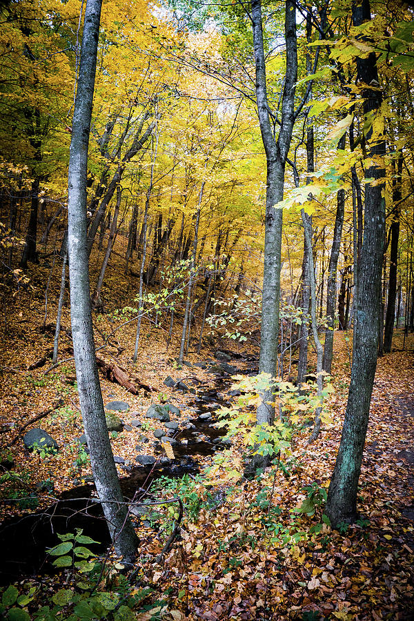Fall Color by Carl Simmerman Fall Color by Carl Simmerman