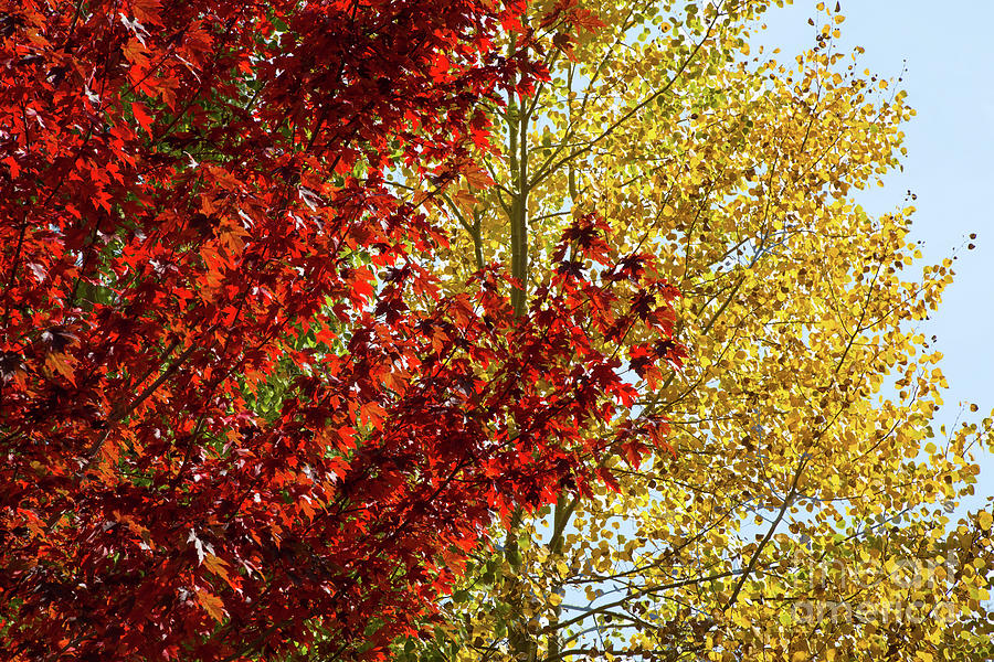 Fall Color Combo Photograph by Mimi Ditchie