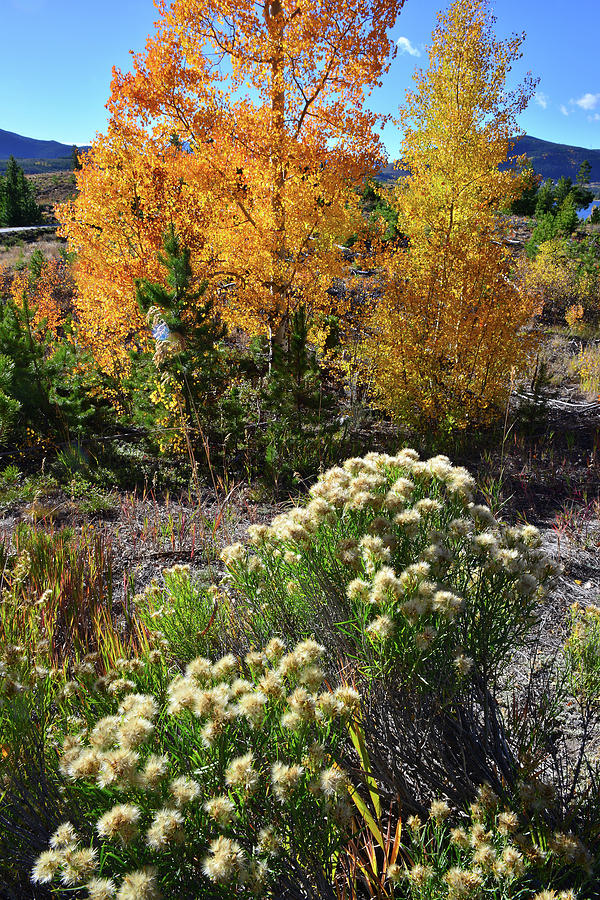 Fall Color Comes to Dillon Reservoir Photograph by Ray Mathis