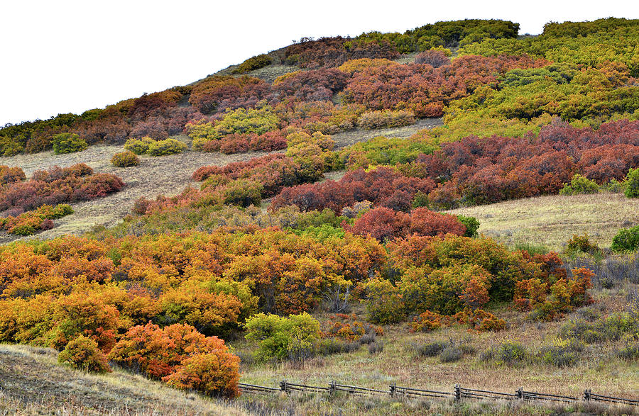 Fall Color Comes to Last Dollar Road Hills Photograph by Ray Mathis