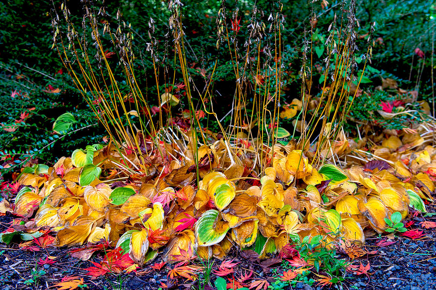 Fall color - grass Photograph by Hisao Mogi