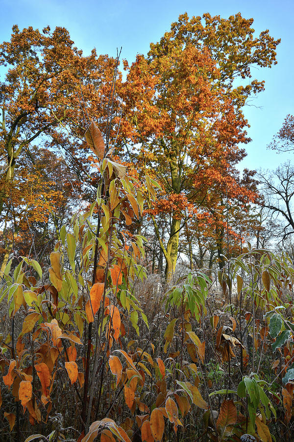 Fall Color in Glacial Park Oak Savannah Photograph by Ray Mathis