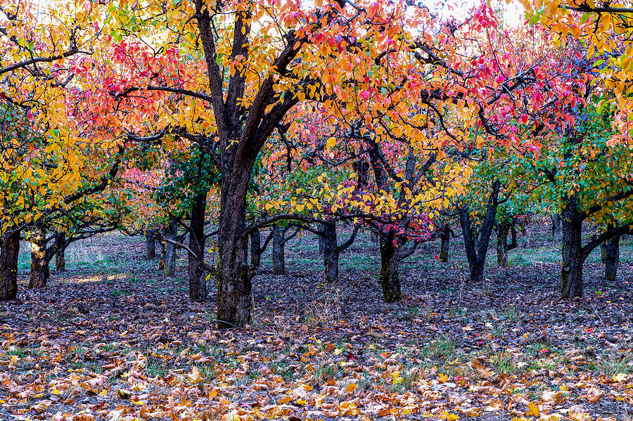 Fall color in Orchard Photograph by Hisao Mogi