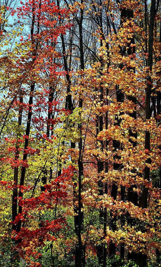 Fall Color in Rib Mountain State Park Photograph by Ray Mathis