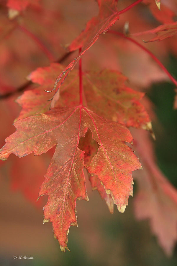 Fall Color In Softness Photograph by Deborah Benoit