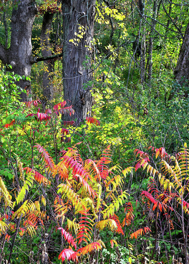 Fall Color in the Forests of Chain-o-Lakes Photograph by Ray Mathis