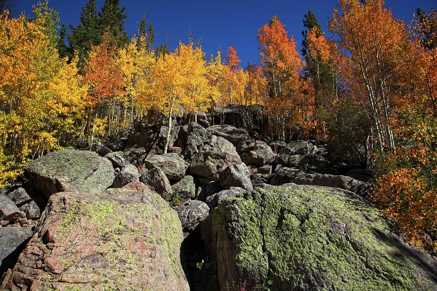 Fall Color in the Rocky Mountains Photograph by Ronald Lutz