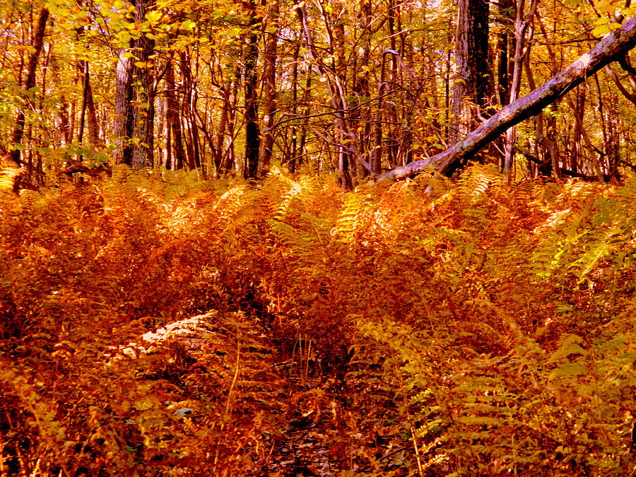 Fall Photograph - Fall Color in the Woods by Arlane Crump
