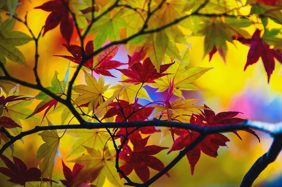 Fall Color - Japanese maple  Photograph by Hisao Mogi