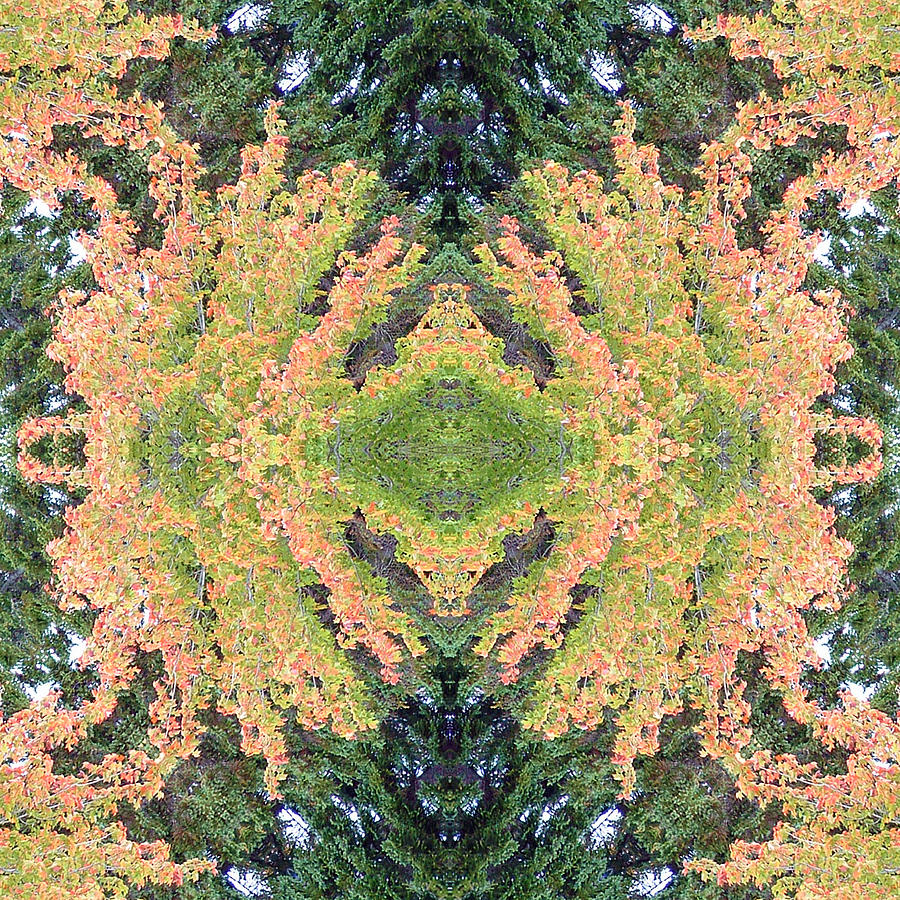 Fall Color Kaleidoscope Photograph by Bill Barber