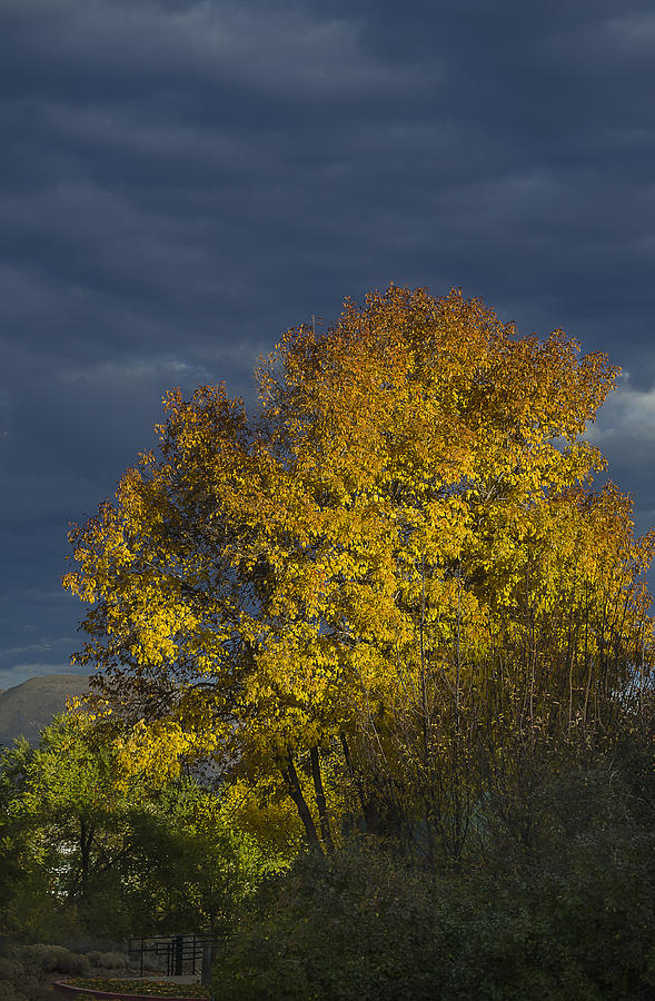 Fall Color Nevada 2 Photograph by Rick Mosher
