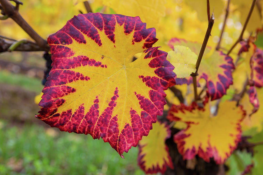 Fall Color of Grape Foliage Macro Photograph by David Gn
