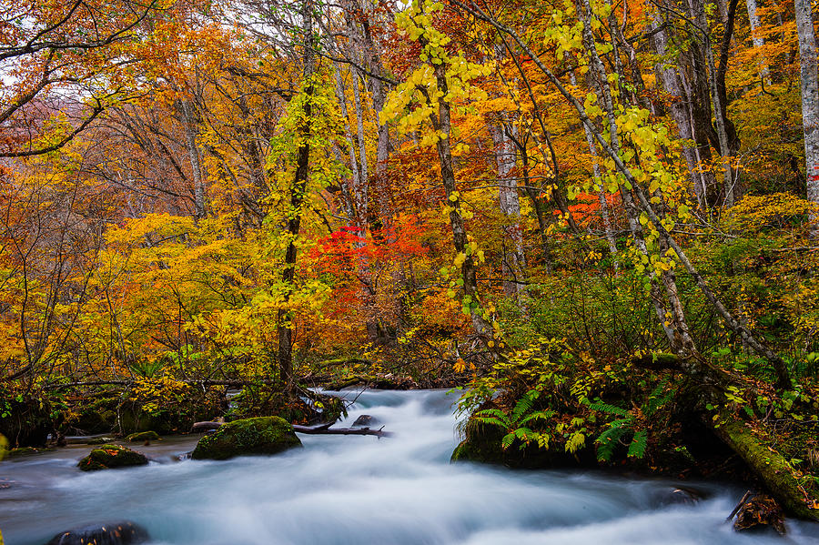 Fall color - Oirase stream Photograph by Hisao Mogi