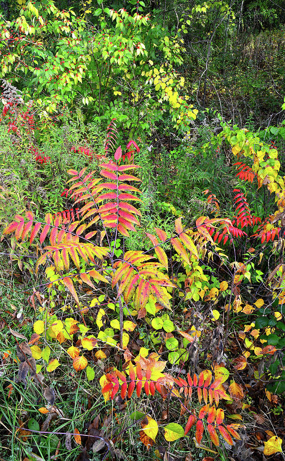 Fall Color on Forest Floor in Chain-o-Lakes SP Photograph by Ray Mathis