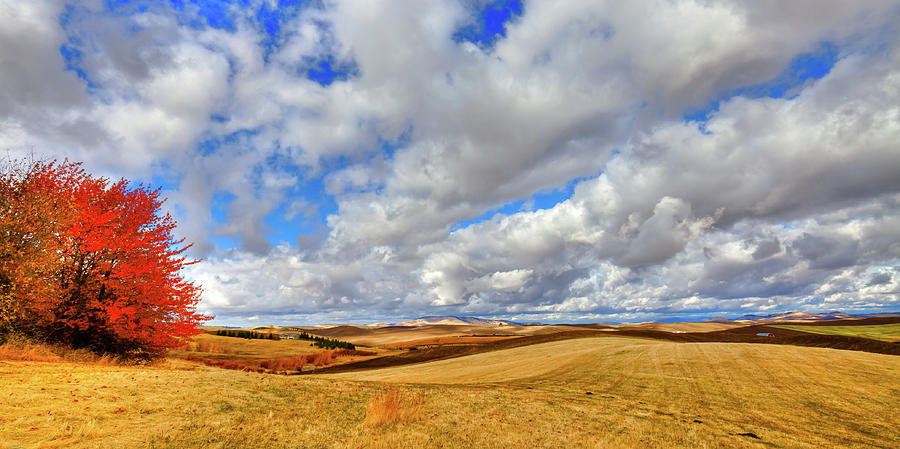 Fall Color on the Palouse Photograph by David Patterson