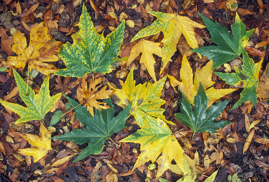 Fall Color Sycamore Leaves Mosaic Photograph by Rich Reid