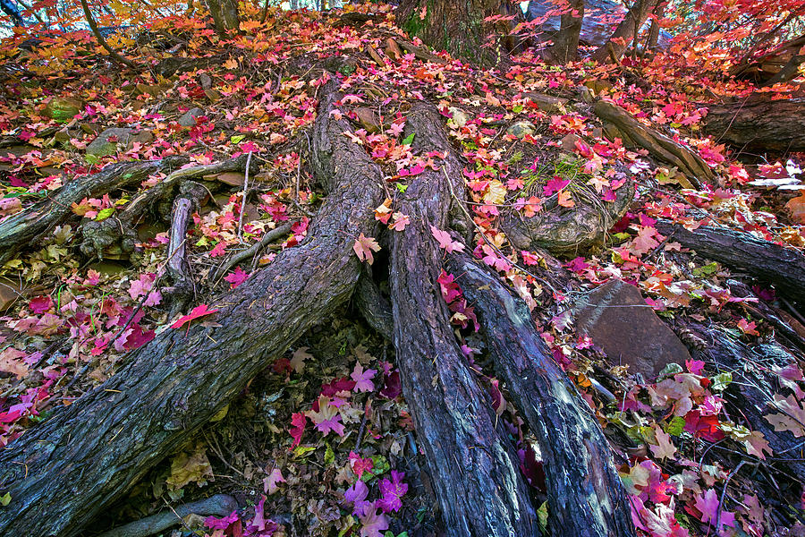Fall Color Tree Trunk Photograph by Dave Dilli