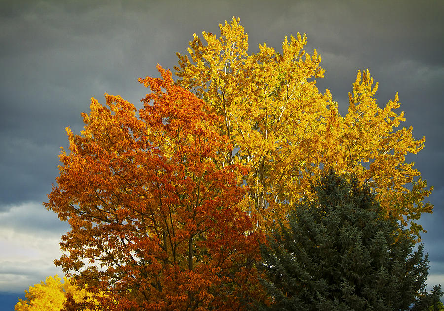 Fall Color Trees Photograph by Waterdancer 