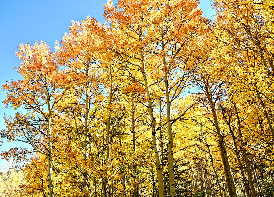 Fall Photograph - Fall Coloras and Aspen Trees in Colorado by Amy McDaniel