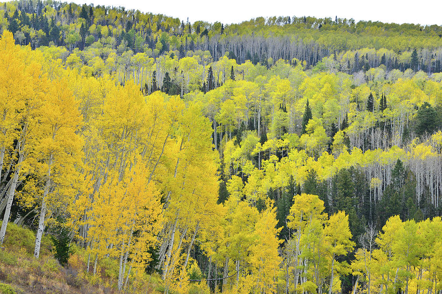 Fall Colored Aspen Groves along Last Dollar Road Photograph by Ray Mathis