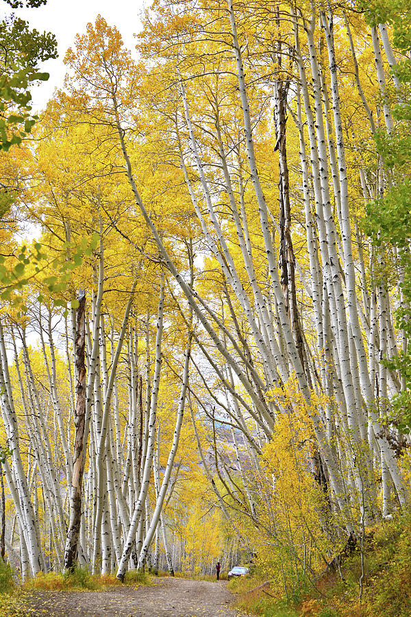 Fall Colored Aspens Crown Country Road Photograph by Ray Mathis