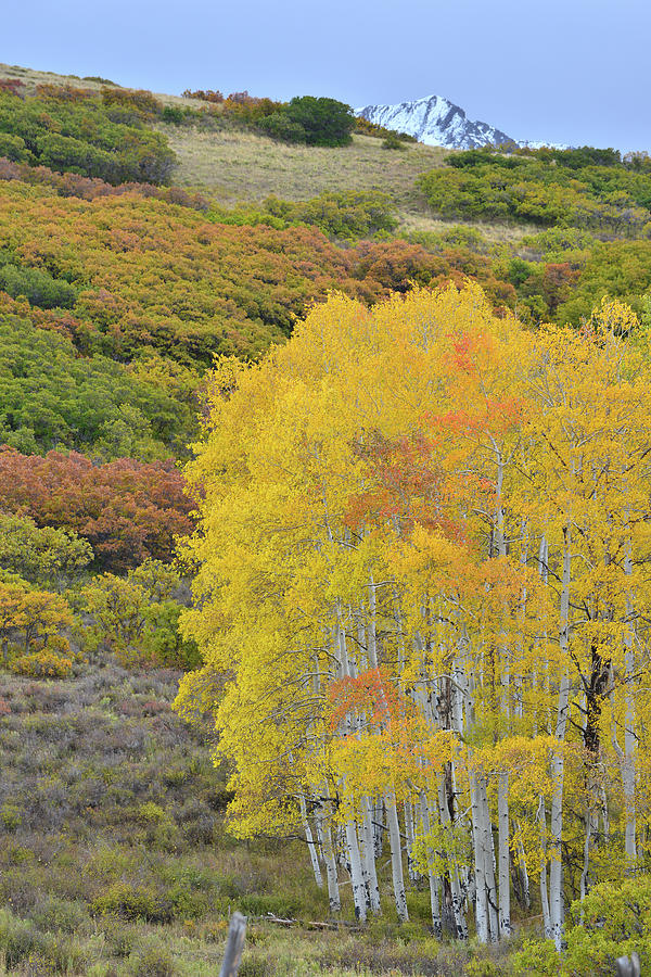 Fall Colored Aspens on Last Dollar Road Photograph by Ray Mathis